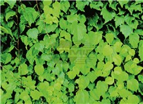 COVER CLIMA EDERA 78x55 COVER CLIMA EDERA 78x55