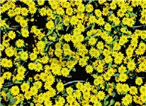 COVER CLIMA MARGHERITE 78x55 COVER CLIMA MARGHERITE 78x55