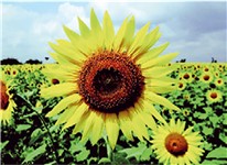 COVER CLIMA GIRASOLE 78x55 COVER CLIMA GIRASOLE 78x55